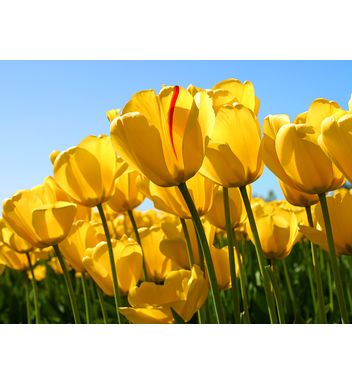 too young  too native333